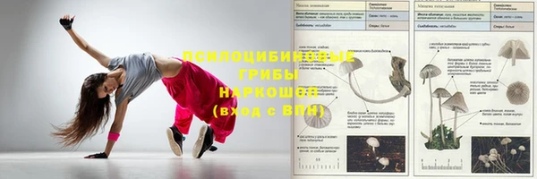 стаф Богданович